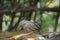 Jungle babbler bird, nature.