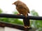 Jungle babbler bird or Turdoides striata or beautiful seven sisters or angry bird