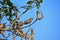 Jungle babbler closeup photography, selective subjects birds photography