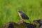 Jungle babbler closeup photography, selective subjects birds photography