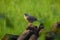 Jungle babbler closeup photography, selective subjects birds photography