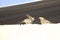 A jungle babbler is feeding food to another bird on a wall of a roof in my village. Creatures are the one which help their species