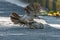 Jungle Babbler in fight on road