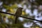 Jungle Babbler a species of Laughing thrushes also known as seven sisters in Northern India