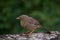 Jungle babbler Turdoides striata common bird in india