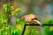 Jungle babbler, Turdoides striata, Kaziranga National Park