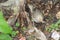 Jungle babbler was peeking at lens while it was playing and picking up things from soil. Dull plumage makes it look like a sparrow