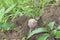 Jungle babbler was peeking at lens while it was playing and picking up things from soil. Dull plumage makes it look like a sparrow