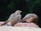 Jungle babblers