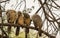 Jungle Babblers group in queue