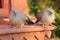 Jungle babblers (Turdoides striata) sitting at Ranthambore Fort, India