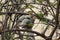Jungle babblers Turdoides striatus grooming on a tree.