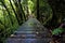 Jungle bridge in Juan Castro Blanco National Park