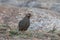 Jungle bush quail or Perdicula asiatica observed in Hampi in Karnataka, India