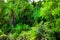 Jungle, bush trees background in Africa. Tsavo West, Kenya