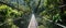 Jungle Canopy Bridge Crossing A Suspension Bridge High Above The Trees