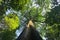 Jungle canopy greenery view from below