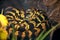 Jungle carpet python snake in equipped terrarium. Morelia spilota non poisonous species of snake enjoys of glass terrarium.