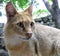 Jungle cat (Felis chaus)