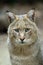 Jungle Cat, felis chaus, Portrait of Adult