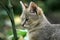 Jungle Cat, felis chaus, Portrait of Cub