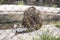 Jungle cat sitting near water pond and drinking water