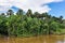 Jungle on the coast on the Amazon River, Brazil