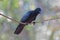 Jungle Crow in Bondla National park of Western Ghats, India