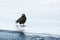 Jungle Crow Standing on Ice