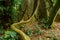 The jungle of Cuc Phuong at Ninh Binh in Vietnam