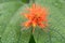 Jungle cucumber, Gurania makoyana, orange flower