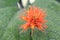 Jungle cucumber Gurania makoyana, orange inflorescence