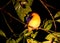 Jungle-dwergijsvogel, Black-backed Kingfisher, Ceyx erithaca