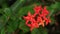 A jungle flame flower cluster in the garden