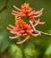 Jungle flower, Costa Rica