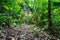 Jungle footpath through lush tropical vegetation