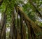 Jungle forest banyan tree and lianas