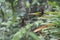 Jungle Forest Colombia Biodiversity Sierra Nevada