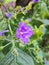 Jungle forest flowers photography pink flower