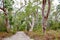 Jungle forest Fraser Island, Australia
