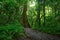 Jungle forest scenic background