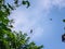 Jungle forest spider blue sky clouds photography pink flower