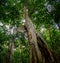 Jungle forest tree and lianas