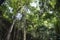 Jungle forest in Welchman Hall Gully, Barbados