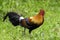 Jungle fowl in the grasslands of Kaziranga National Park.