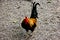 Jungle fowl,Rooster look find food on the ground