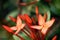 Jungle geranium
