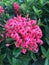 Jungle Geranium or Ixora Coccinea