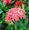 Jungle geranium (Ixora coccinea)