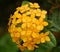 Jungle Geranium Ixora cultivar Maui Sunset